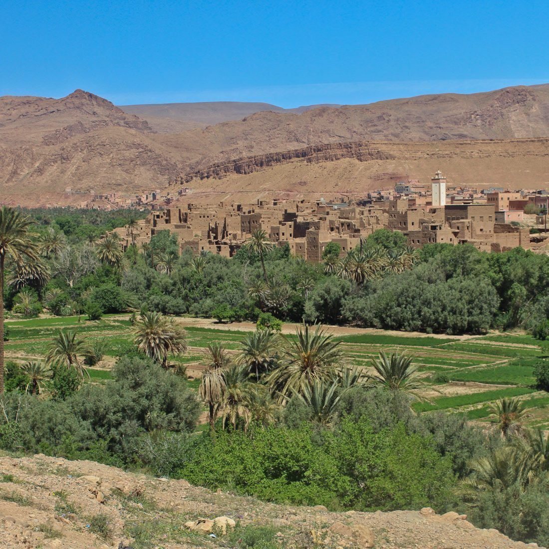 Palm grove and fields in front of a desert town
