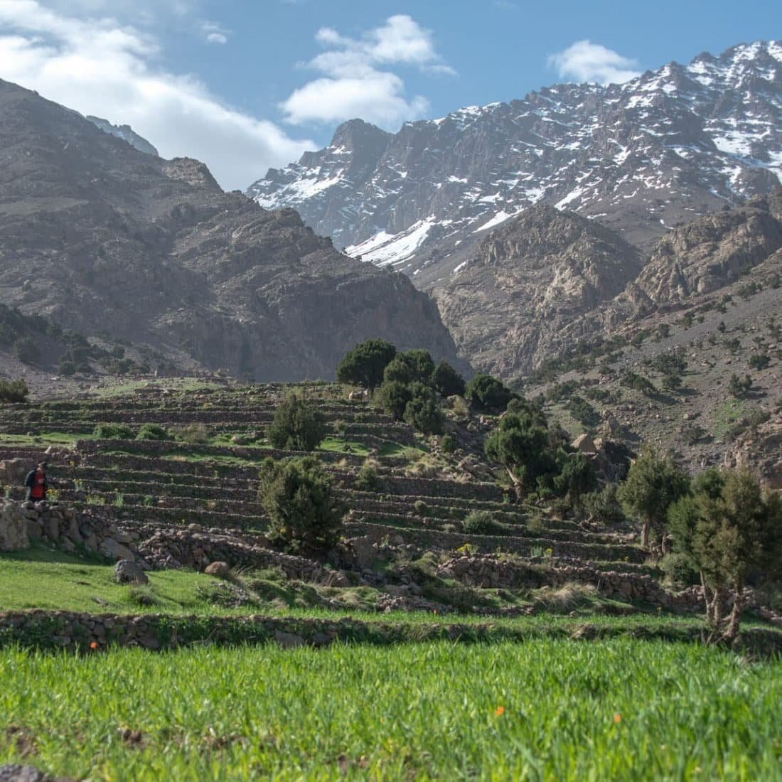 Terraced green fields and trees below snowy High Atlas peaks