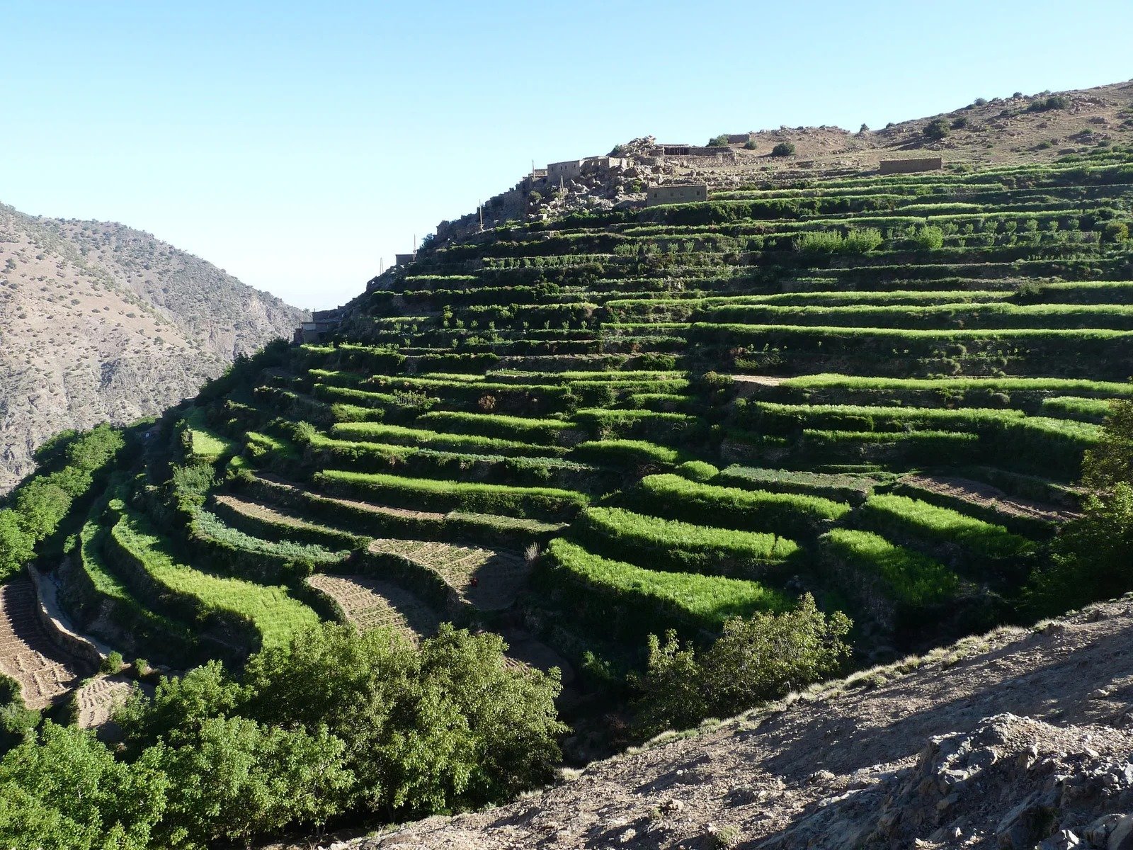 Green terraced fields on a hillside in the High Atlas