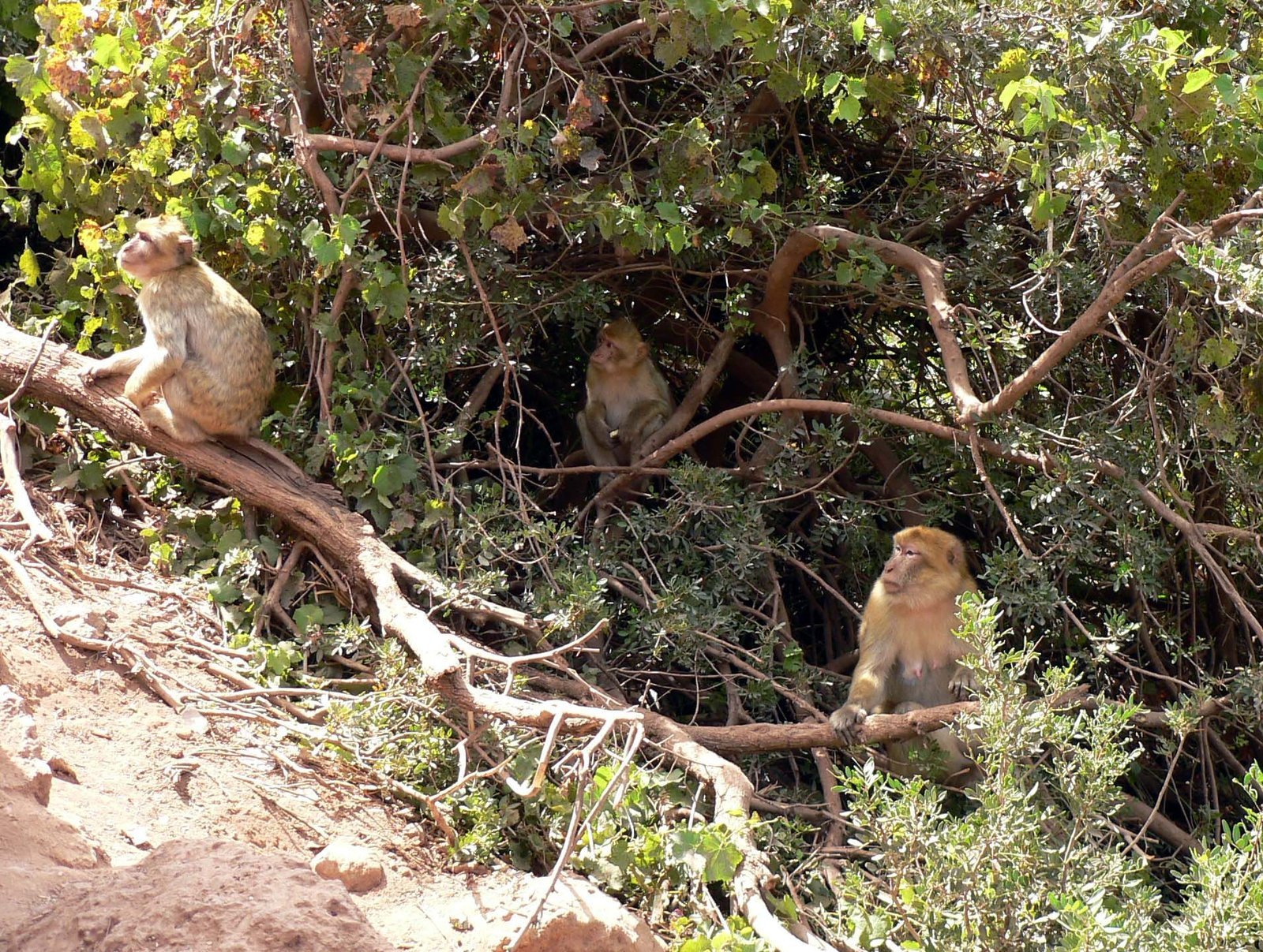 Barbary macaques in the trees near the Ouzoud falls