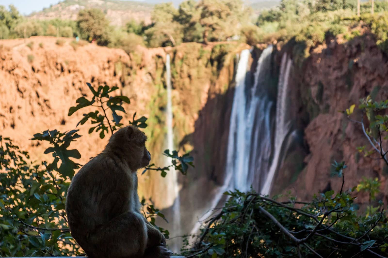 Barbary macaque sitting in front of the Ouzoud waterfalls